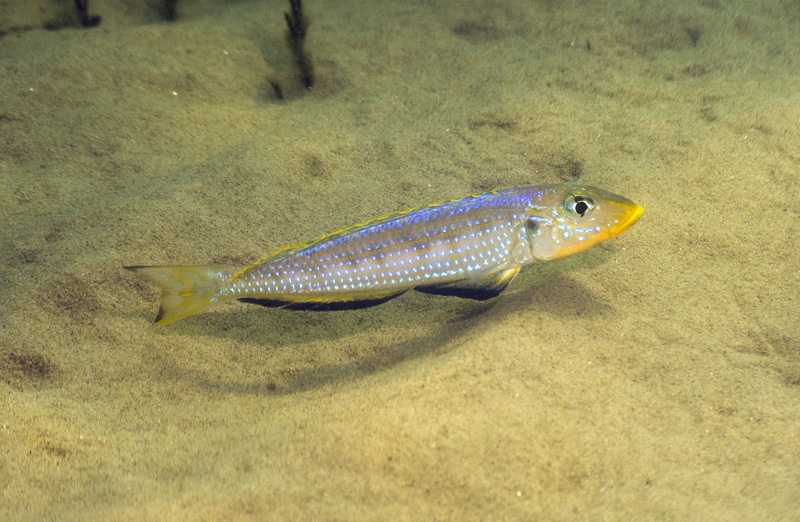 Enantiopus sp. 'kilesa' Kasenge